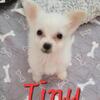 Tiny the puppy