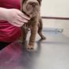 Shar pei puppies ready for their new homes