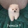 Pomeranian Puppies for Sale - Saint Paul, MN