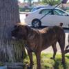 South african boerboel  Top quality bloodlines