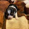 Biewer Terrier Puppies