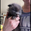 Fox kits (pups) for sale