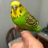 Male Parakeet