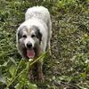 Free great pyrenees