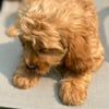 Cavapoo