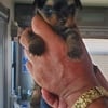 AKC Traditional Yorkshire Terrier puppy