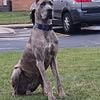 BLUE BRINDLE FROM A LINE OF ATHLETIC CHAMPIONS FOR STUD ONLY