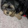 Female Yorkie