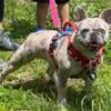 Beautiful AKC female Merle French bulldog