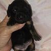 Miniature Dachshund (longhaired)