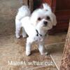 Maltese Male-Small, Gorgeous, and Friendly $1350 sale price firm