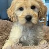 Goldendoodle F1B