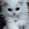 All White Female Persian Kitten-SOLD-Orange Still Available