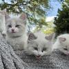 Adorable 10 wk old RAGDOLL Kittens