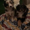 Stunning Australian shepherd puppies