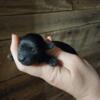 Teacup Poodle Male black