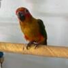 Handfeed baby sun conure