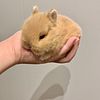 High Quality Orange Netherland Dwarf Bunnies