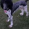 Newfy-poodle Cross