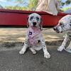 DALMATIAN & DOGO ARGENTINO PUPPIES