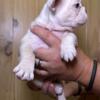 AKC French Bulldog Puppies