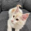 Maine Coon Kitten for sale