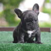 10k Male Mini Frenchie