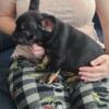 COCO And TAN  Tiny Runt Male French Bulldog Frenchie puppy Bull dog