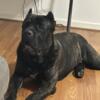 Akc male cane corso 1 year old