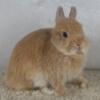 Purebred Netherland Dwarf Bunny Rabbit Fawn Doe