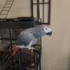 Distinctive African grey parrots