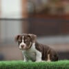 American Bully Puppy 