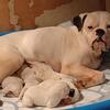 American Bulldog puppies for sale