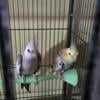 Pair of breeding cockatiels looking for a new home