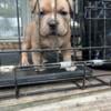 Pocket Bully for sale