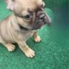 AKC Male French Bulldogs