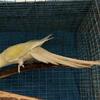 Ringneck hen