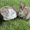 10 week old  French Lopp rabbits