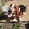 BASSET HOUND AKC/ EURO 15mo BROTHERS  FOR SALE   NE Ohio 44072