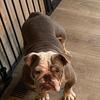 Female English bulldog