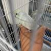 Beautiful parrotlets very tamed for more Inf 847-946-7150