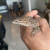 Red ackie monitor lizard