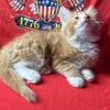 Norwegian Forest Cat kitten