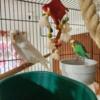 For Sale Parakeet Breeders with cages 150.00