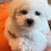 Beautiful Bichon puppies for sale