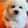 Beautiful Bichon puppies for sale