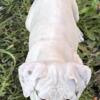 American Bulldog Puppies up for rehoming