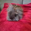 Pedigreed  lionhead  buck
