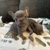 Black and Tan/Blue Frenchies Pups