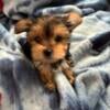 Female- Maggie- Party Mix- Yorkie Teacup